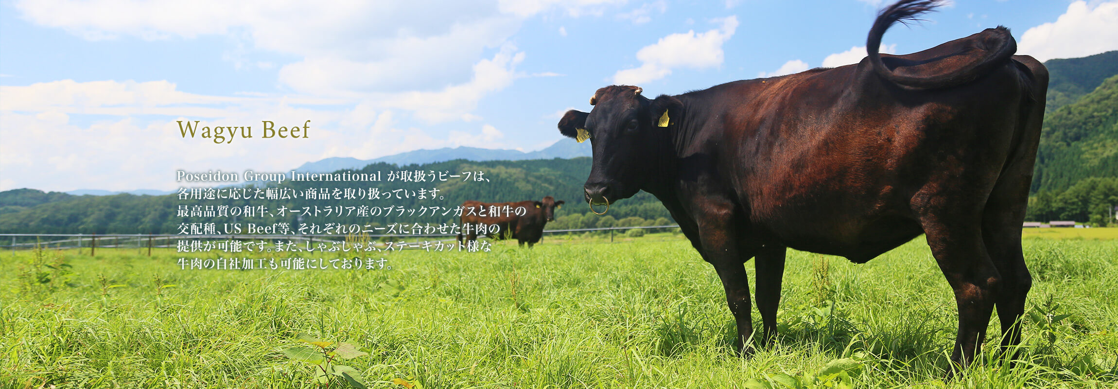 Poseidon Group International が取扱うビーフは、各用途に応じた幅広い商品を取り扱っています。最高品質の和牛、オーストラリア産のブラックアンガスと和牛の交配種、US Beef等、それぞれのニーズに合わせた牛肉の提供が可能です。また、しゃぶしゃぶ、ステーキカット様な牛肉の自社加工も可能にしております。