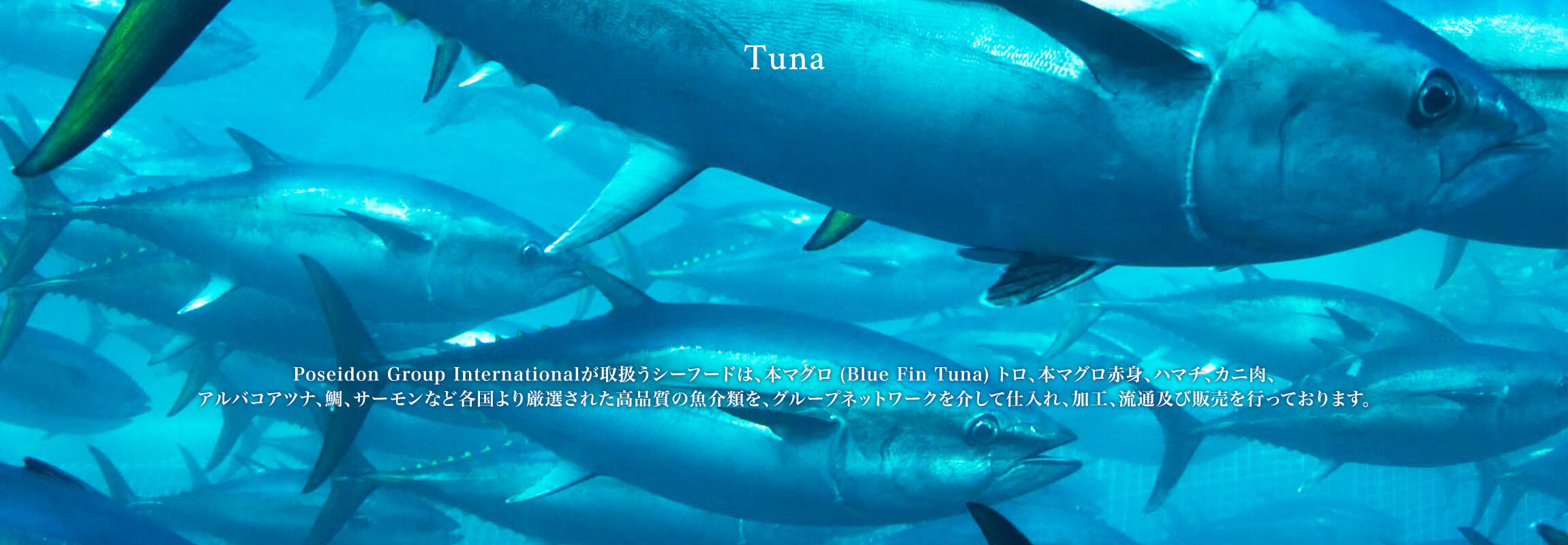 Poseidon Group Internationalが取扱うシーフードは、本マグロ (Blue Fin Tuna) トロ、本マグロ赤身、ハマチ、カニ肉、アルバコアツナ、鯛、サーモンなど各国より厳選された高品質の魚介類を、グループネットワークを介して仕入れ、加工、流通及び販売を行っております。